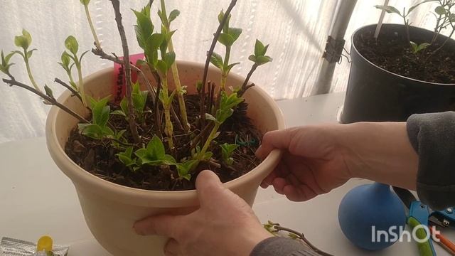 ГОРТЕНЗИЯ БЕСКОНЕЧНОЕ ЛЕТО ЧЕРЕНКОВАНИЕ И ФОРМИРОВАНИЯ КУСТА . смотреть онлайн