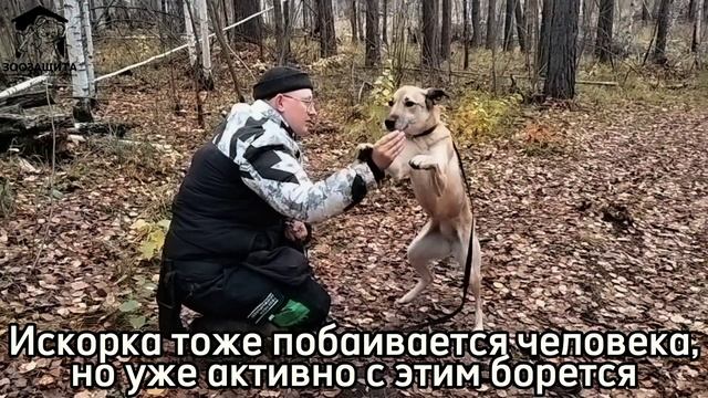 Вторая группа собак начала занятия со специалистами по поведению смотреть онлайн