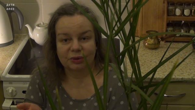 Финиковая пальма, уход в домашних условиях; Houseplants