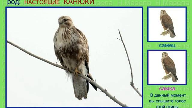 Канюки. Голоса птиц России смотреть онлайн