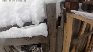 СОБАК ЗАМЕЛО КОНКРЕТНО!!!