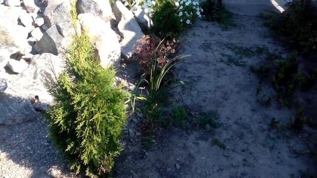 Туя, размножение черенками, результат. смотреть онлайн
