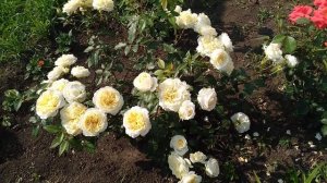 Розы по сортам//Элина, Черная Магия, Майн герл, помпонела, и многие другие красавицы!