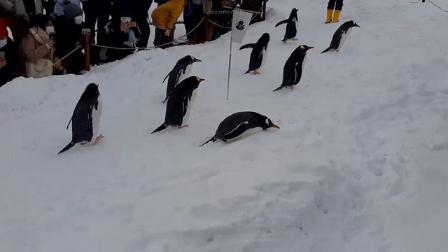Dolphins Performance and Penguins Walk at Otaru Aquarium HOKKAIDO смотреть онлайн