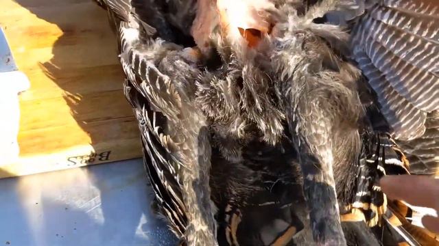 Breaking Down a Wild Turkey смотреть онлайн