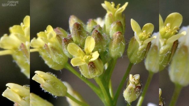 РЫЖИКОВОЕ МАСЛО – источник ОМЕГА-3 и ЗДОРОВЬЯ смотреть онлайн
