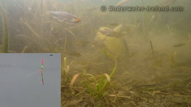 COOL! Coarse / float fishing for tench, roach, bream with underwater camera. Рыбалка линь под водой смотреть онлайн