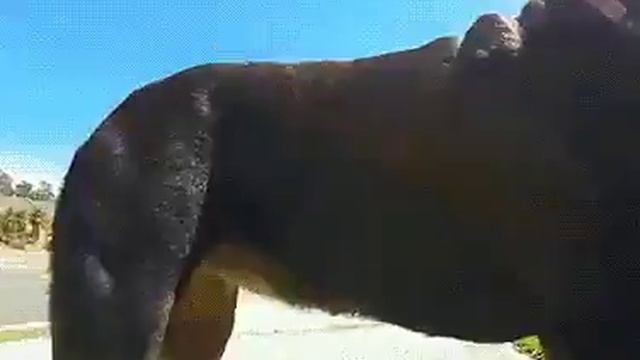 funny comment videos. смотреть онлайн