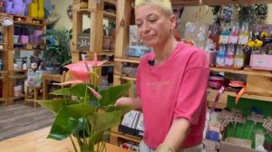 Антуриум Свит Дрим - сладкая мечта | Розовый сорт антуриума | Цветок мужское счастье