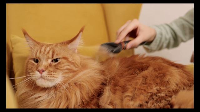 Хотите завести кошку? 25 полезных советов для заботы о вашей кошке. смотреть онлайн