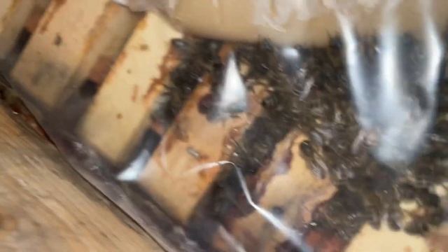 Как зимуют разные породы пчёл в Подмосковье смотреть онлайн