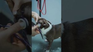 ГРУМИНГ ЧИХУАХУА / ОБУЧЕНИЕН ГРУМИНГУ / Эпизод МАСТЕР-КЛАССА / GROOM SCHOOL