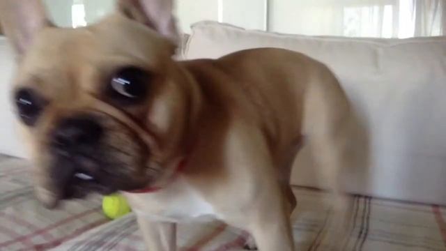 Il cane frenchbulldog dog французский бульдог собака смотреть онлайн