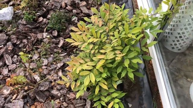 Работы В Саду Октябрь ? Готовим Цветники К Зиме ??♀️ смотреть онлайн