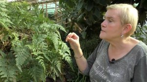 Даваллия (лат. Davallia).