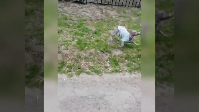 Ксоло Маилз смотреть онлайн