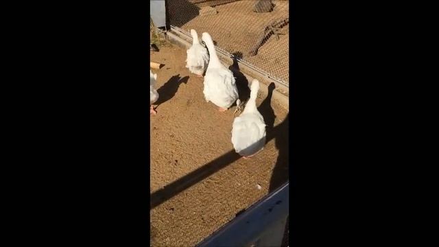 Урок для дошкольников. Воскресная школа. Как Бог сотворил все? смотреть онлайн