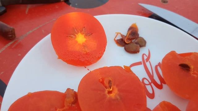 Убираем урожай хурмы "Никитская бордовая" + дегустация. смотреть онлайн