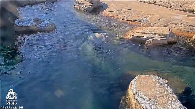 Белый мишка принимает водные процедуры #Зоопарк Канзас-Сити. США смотреть онлайн