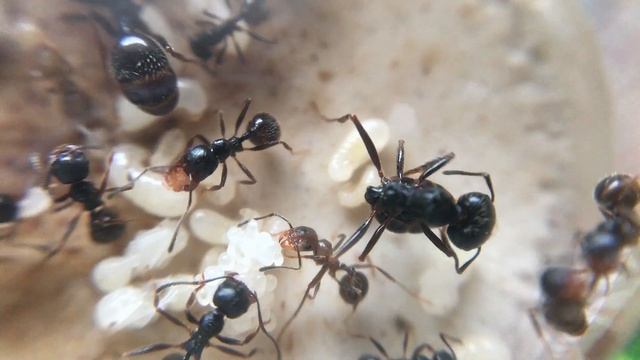 Чувствуют ли муравьи хитином? смотреть онлайн