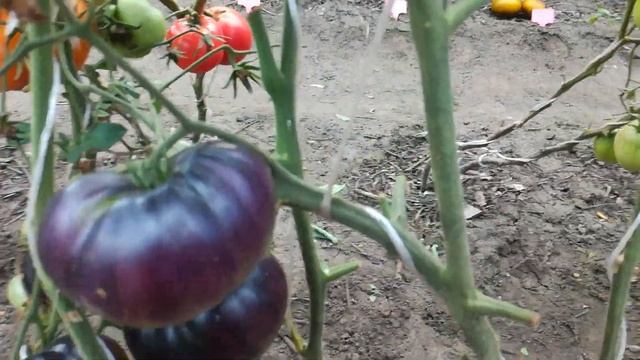 Томаты в открытом грунте на 2 августа 2022 года. смотреть онлайн