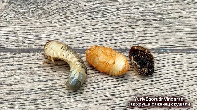 ? СПАСАЙТЕ СВОИ САЖЕНЦЫ ВИНОГРАДА! Листья ВЯНУТ, КРАСНЕЮТ, ОПАДАЮТ. Вот ПОЧЕМУ и что надо делать? смотреть онлайн