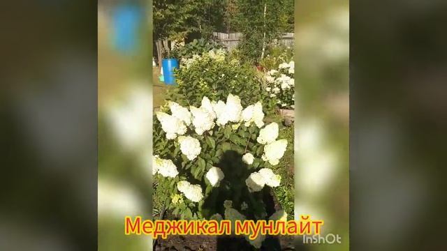 метельчатая гортензия Меджикал Мунлайт. смотреть онлайн