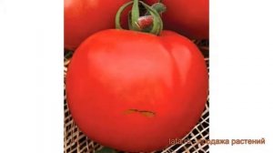 Томат обыкновенный Капитан F1 (kapitan f1) ? Капитан F1 обзор: как сажать, семена томата Капитан F1