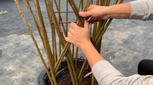 Русская ива. Мастер-класс. Плетение квадратного дерева на каркасе.