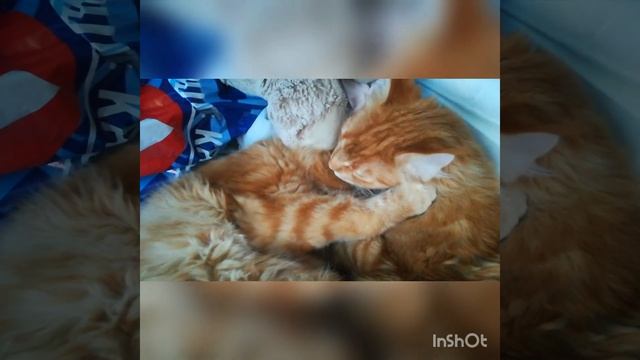 Котята мейн-кун 5 месяцев смотреть онлайн