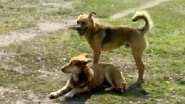 Холстой патрон смотреть онлайн