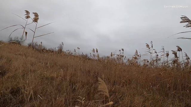 ОХОТА на ФАЗАНА с Курцхааром! Рэй не подвёл. #охотанафазана#охотанаутку смотреть онлайн