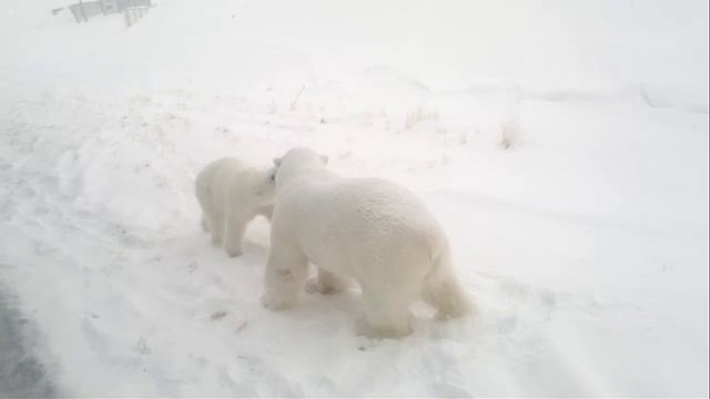 Белые медведи на Новой земле