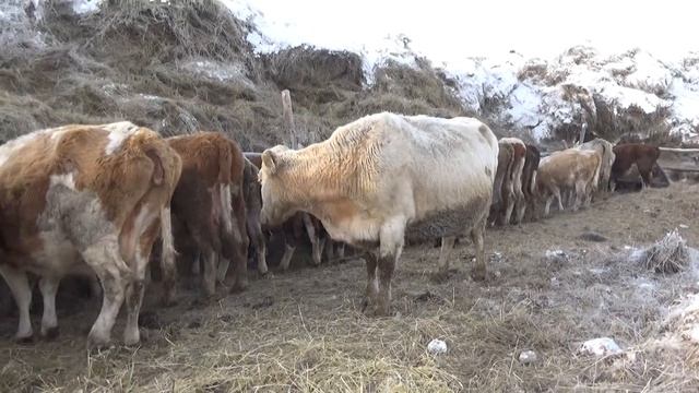 Клички коров нужны для учета .Размер имеет значение . смотреть онлайн