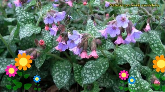 Медуница сахарная Миссис Мун. Краткий обзор, описание характеристик pulmonaria saccharata Mrs Moon смотреть онлайн