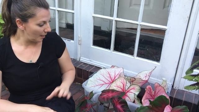 💚 ~ Planting Caladium ~ Simple Pot Arrangement ~ Shade pots ~ ❤️ смотреть онлайн