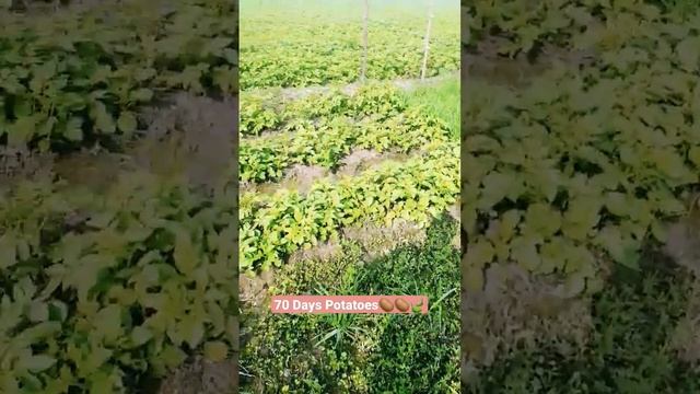 Potato Farming 70 Days Potatoes Farmer 2.0 #potato #potatofarming #farmers #farmer2.0 #trending смотреть онлайн