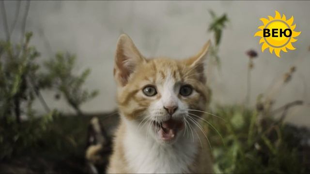 Наций сорок переменила, признаться, я -теперь у меня камчатская нация. В.Маяковский "Мистерия - Буф смотреть онлайн