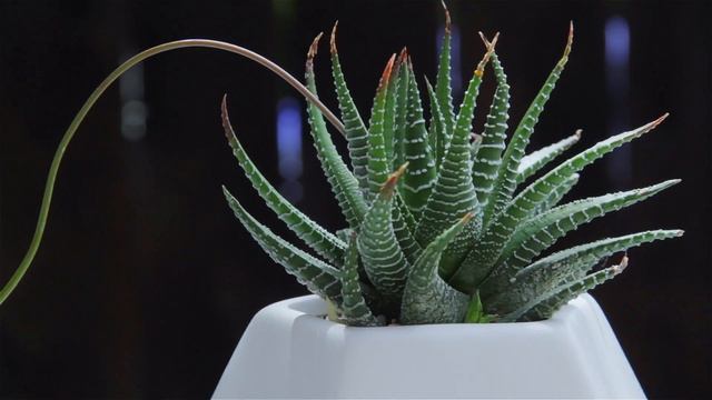 Haworthia attenuata "Zebra Plant" смотреть онлайн