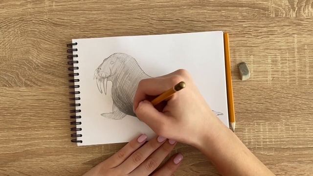 Как нарисовать моржа карандашом | Рисунок для начинающих поэтапно смотреть онлайн