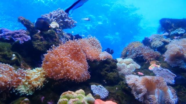КРАСИВАЯ РАССЛАБЛЯЮЩАЯ МУЗЫКА, АКВАРИУМ#2 AQUARIUM Music for the whole Family смотреть онлайн