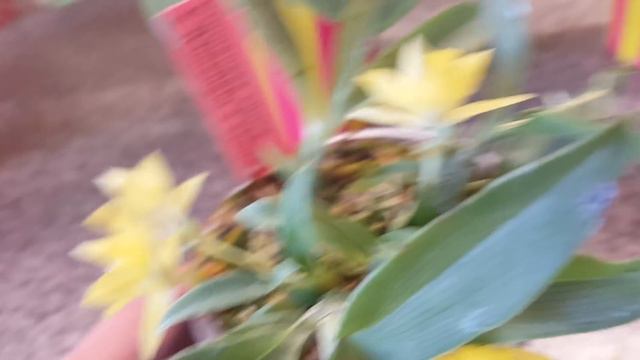 Променея зацвела! смотреть онлайн