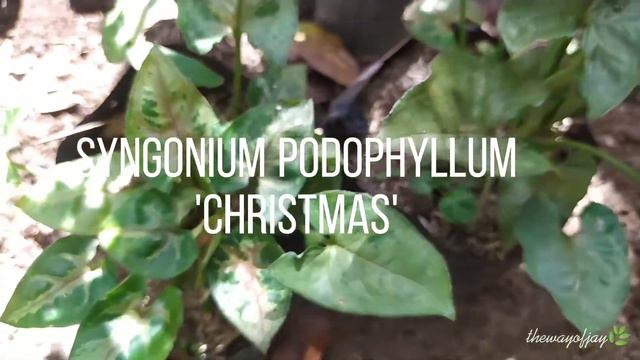 Syngonium Varieties / Syngonium Houseplant Collection, Part 1