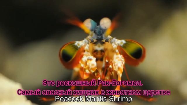 Киты приютили одинокого Нарвала смотреть онлайн