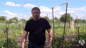 Виноградный клещ (Зудень). Методы борьбы с ним. Часть 2. Виноград 2016.