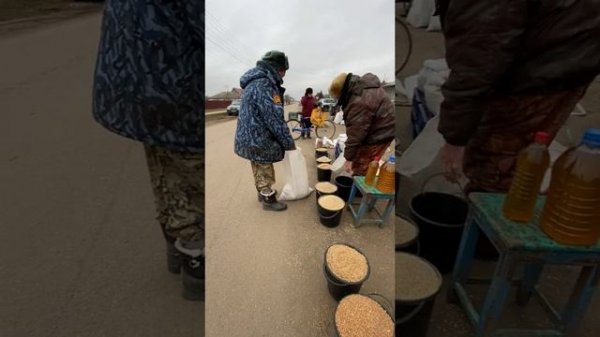 Иваныч и кукуруза ?