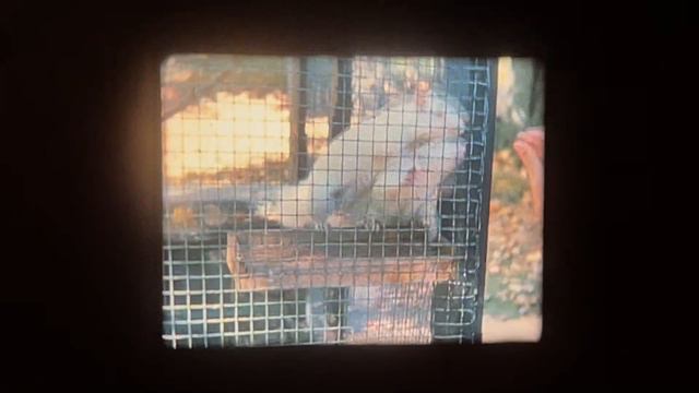 MBH 16 mm Home Movies смотреть онлайн