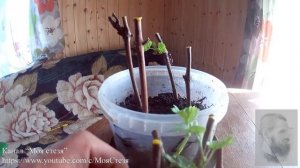 Проращивание чубуков. Часть 2