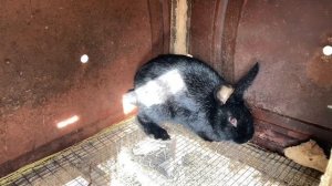 Бюджетная клетка для кроликов