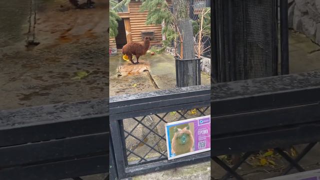 Зоопарк в Санкт-Петербурге альпаки смотреть онлайн